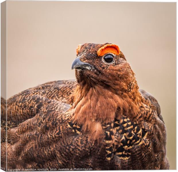 Majestic Red Grouse on the Moor Canvas Print by AMANDA AINSLEY