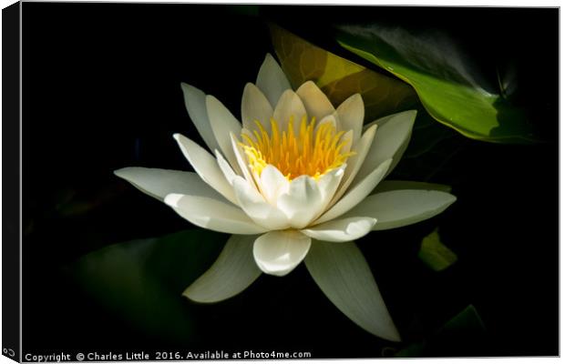 White Lotus Flower Canvas Print by Charles Little