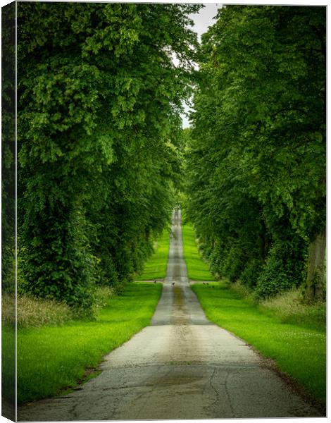 Tree Lined Driveway Canvas Print by Charles Little