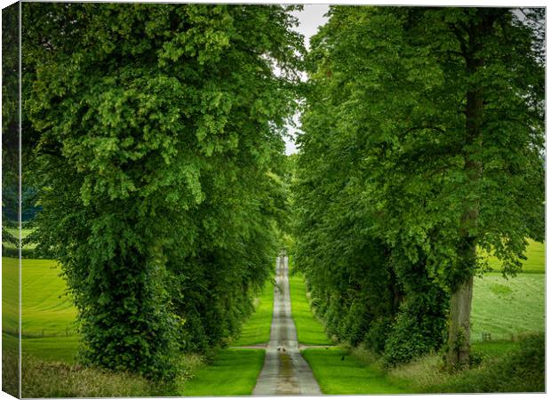 Tree Lined Driveway Canvas Print by Charles Little