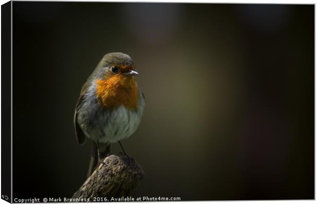 'Robin perched on a fork handle' Canvas Print by Mark Brownless