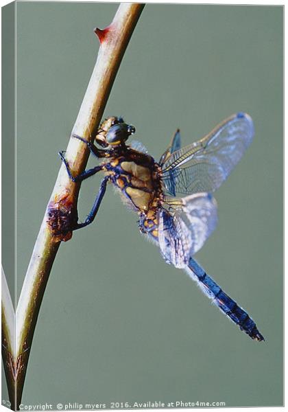 Black Tailed Skimmer dragonfly Canvas Print by philip myers