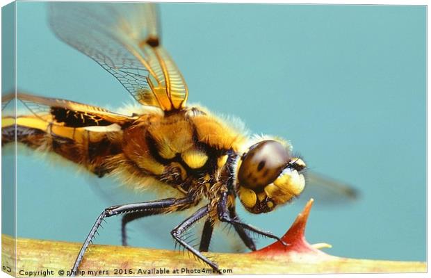 Four Spotted Chaser dragonfly Canvas Print by philip myers