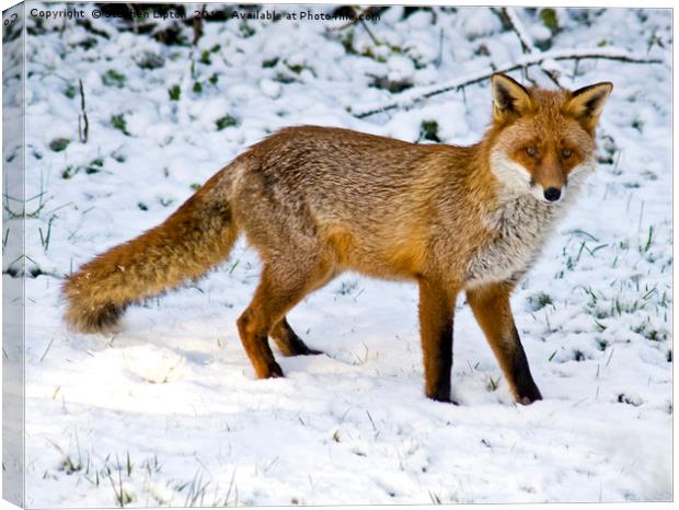 Winter Fox Canvas Print by Stephen Lipton