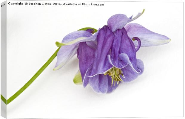 Purple Aquilegia Canvas Print by Stephen Lipton