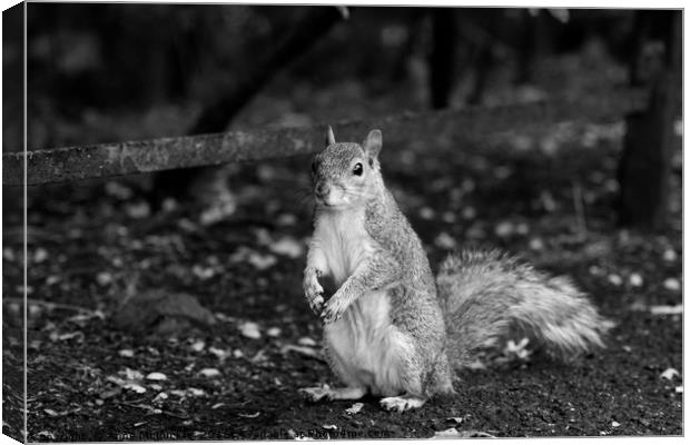 Posing Squirrel Canvas Print by Anne McLuckie