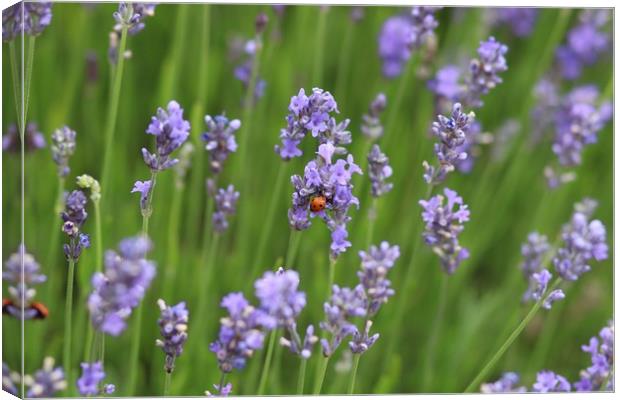 Ladybird Lavender Canvas Print by Kama Frankling