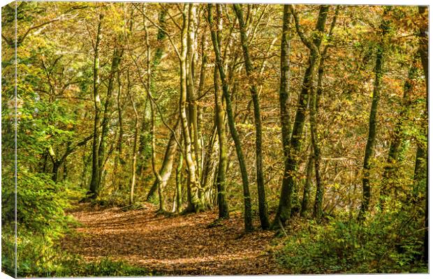 Autumn Woodland Walk south Wales November  Canvas Print by Nick Jenkins