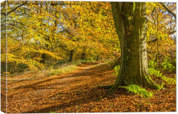 Beech Tree Wentwood Forest in Autumn Canvas Print by Nick Jenkins