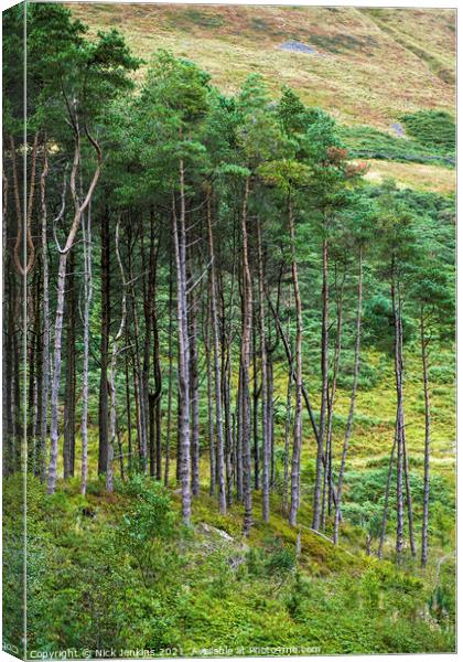 Pine Trees Garw Valley South Wales  Canvas Print by Nick Jenkins