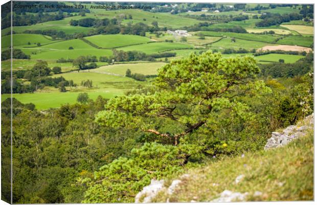 Pine tree on the edge of Scout Scar Lake District Canvas Print by Nick Jenkins