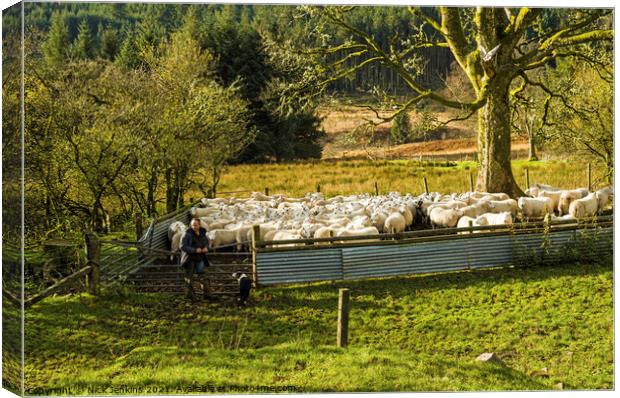 Farmer and Flock Brecon Beacons in November  Canvas Print by Nick Jenkins