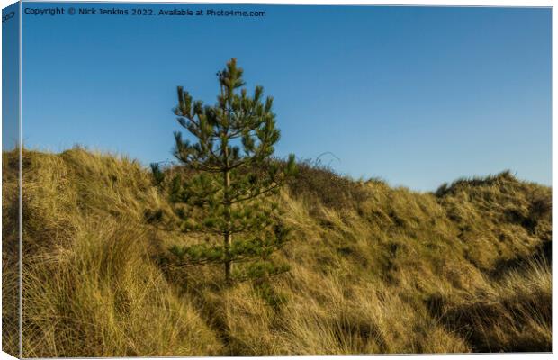 Christmas Tree in Whiteford Burrows Llanmadoc Canvas Print by Nick Jenkins