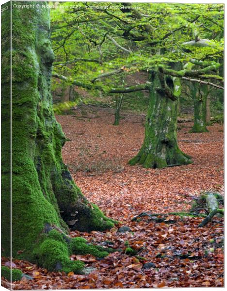 Beech Trees in Early Autumn in a nearby woodland Canvas Print by Nick Jenkins