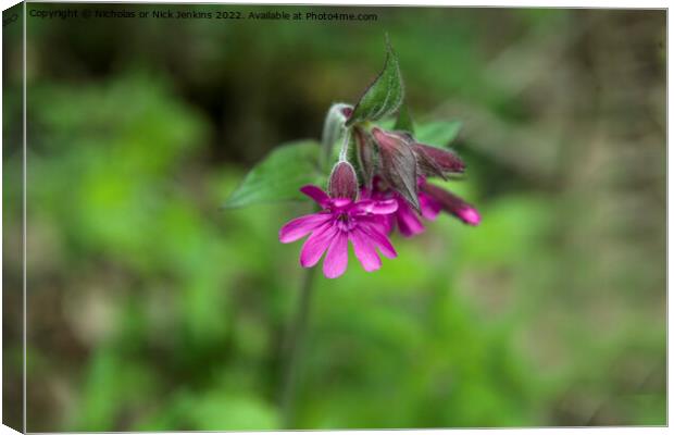 Red Campion Flower in May Canvas Print by Nick Jenkins