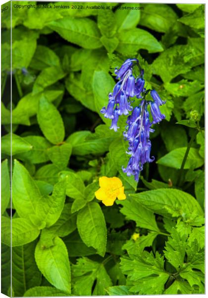 Bluebell and Buttercup in May  Canvas Print by Nick Jenkins