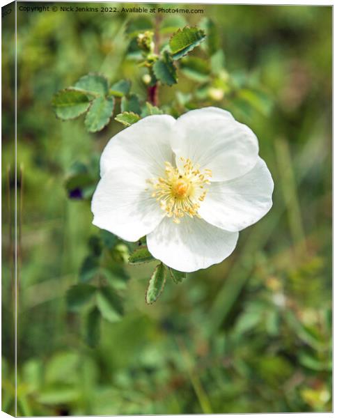 Dune Rose Kenfig Nature Reserve Canvas Print by Nick Jenkins