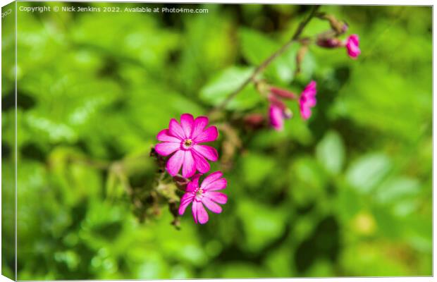 Red Campion flowers in June  Canvas Print by Nick Jenkins