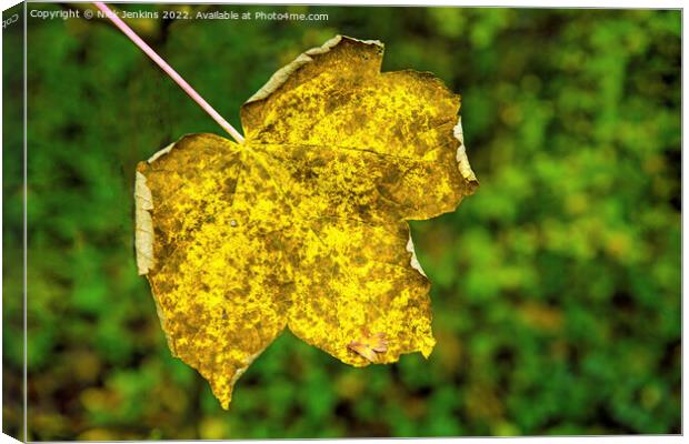Sycamore tree leaf in a nearby woodland early autumn Canvas Print by Nick Jenkins
