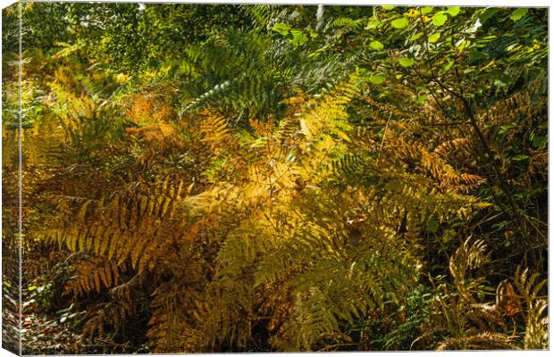 Autumn Tinged Bracken at Hensol Forest Vale of Glamorgan Canvas Print by Nick Jenkins