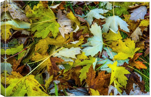 Sycamore Tree Leaves scattered on the Ground as Au Canvas Print by Nick Jenkins