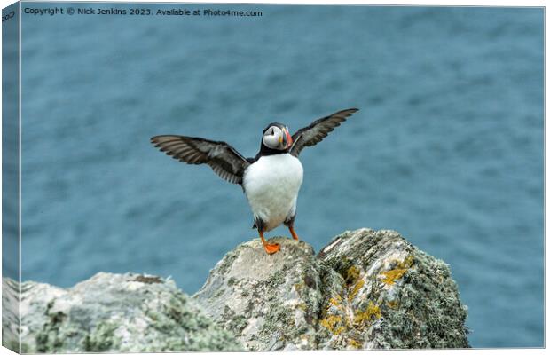 Puffin Stretching its wings on Skomer Canvas Print by Nick Jenkins