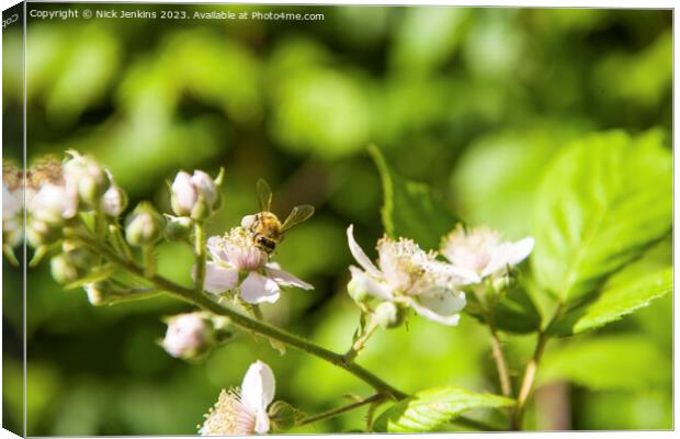 Bee on Bramble Flower Tyn y Coed Woods  Canvas Print by Nick Jenkins