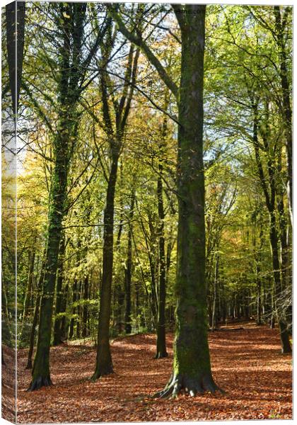 Upright of Trees at Fforest Fawr in Autumn 2023  Canvas Print by Nick Jenkins