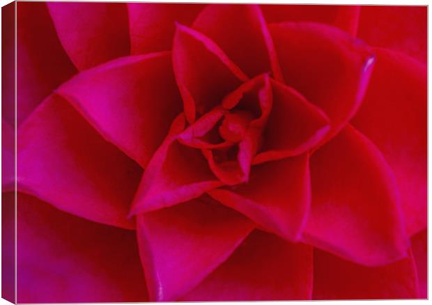 The Red Camellia Flower Canvas Print by Nick Jenkins
