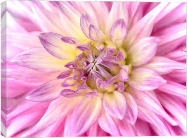 Pink Dahlia Flower Close Up Canvas Print by Nick Jenkins