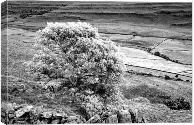 The Ash Tree on Twistleton Scar Yorkshire Dales Canvas Print by Nick Jenkins
