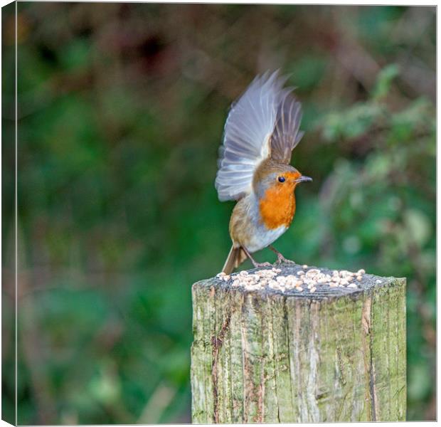 Feeding Robin with Wings Stretched Upwards Canvas Print by Nick Jenkins