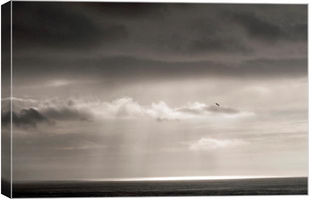 The Lone Seagull Canvas Print by Nick Jenkins