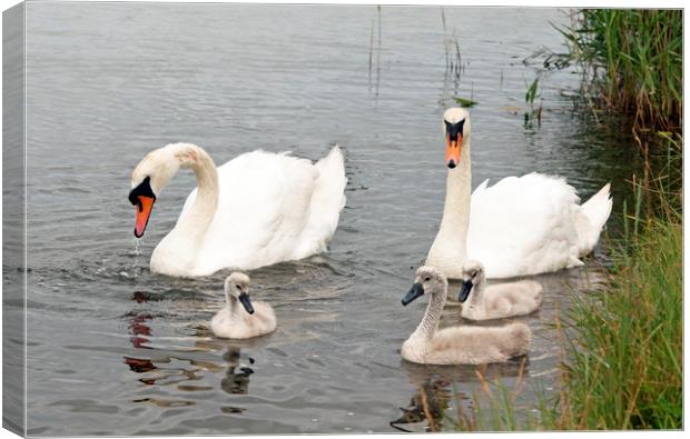 The Swan Family together with their cygnets Canvas Print by Nick Jenkins