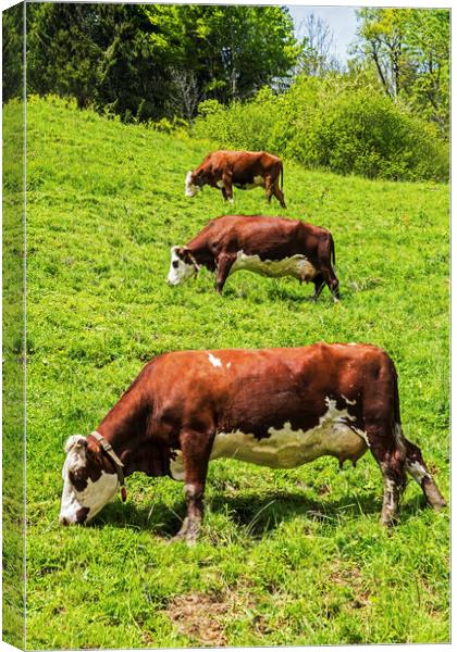 Three Cows in a row uphill French Alps Canvas Print by Nick Jenkins