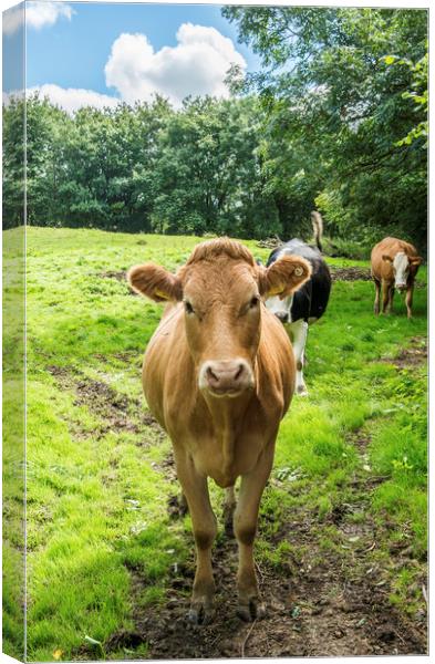 Silly Cow in a Meadow below the Malvern Hills  Canvas Print by Nick Jenkins