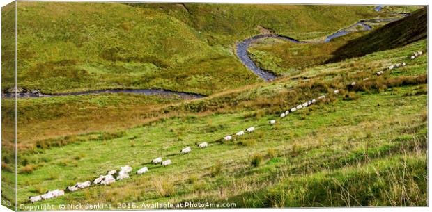 A straight line of Sheep and the River below Wales Canvas Print by Nick Jenkins