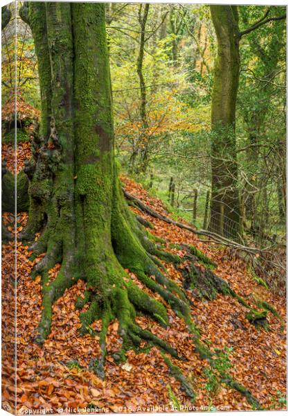 The Beech Tree Burrator Dartmoor National Park Canvas Print by Nick Jenkins