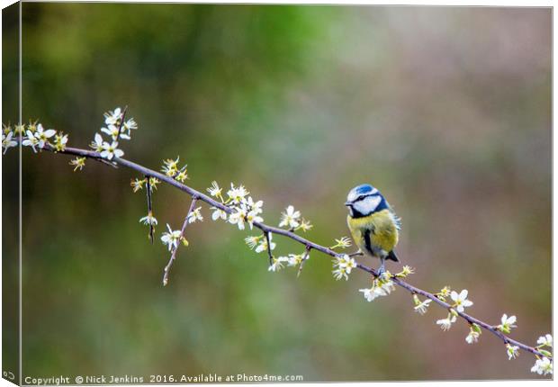 Blue Tit Sitting on Hawthorn Branch with blossoms Canvas Print by Nick Jenkins