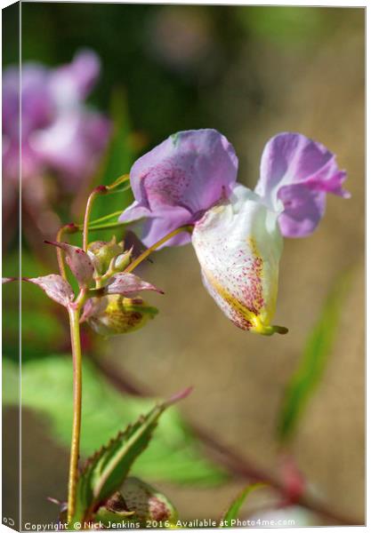 Himalayan Balsam Flower in Hedgerow Close up Canvas Print by Nick Jenkins