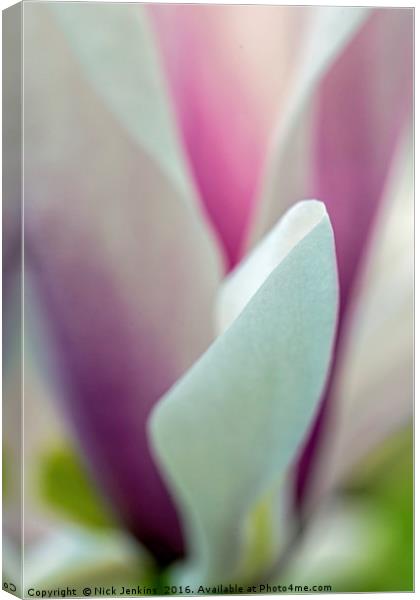 Artistically Presented Magnolia Flower in Spring  Canvas Print by Nick Jenkins