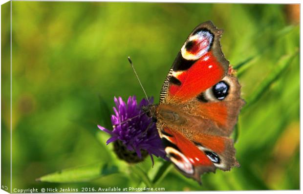 Peacock Butterfly Up Close Canvas Print by Nick Jenkins