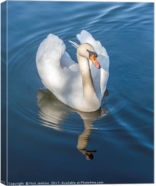 Mute Swan and reflection on a Lake Canvas Print by Nick Jenkins