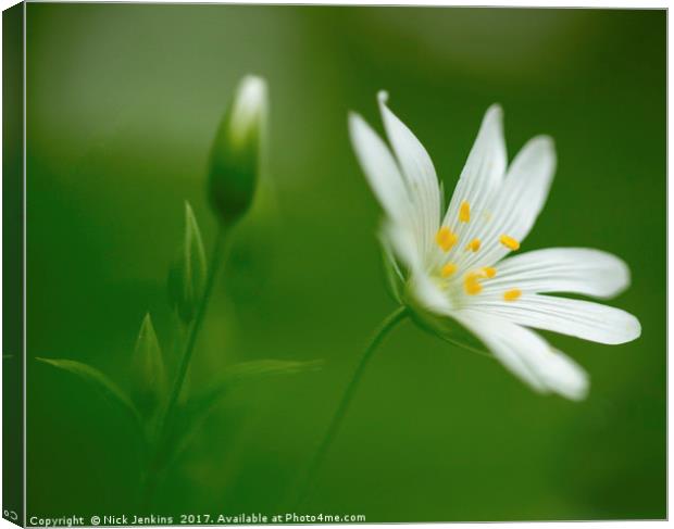 Greater Stitchwort Flower Close Up Canvas Print by Nick Jenkins