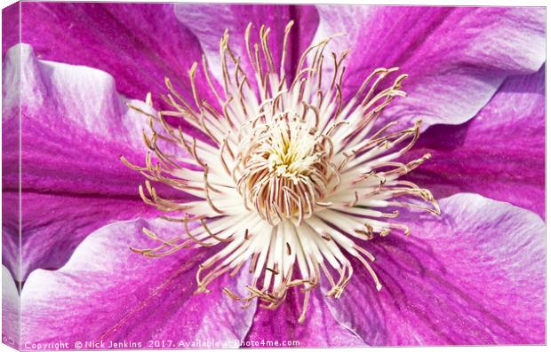 Purple Pink Clematis Flower Close Up Canvas Print by Nick Jenkins
