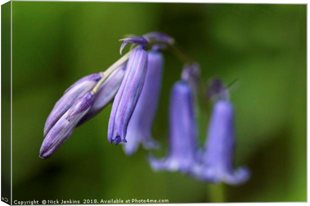 Bluebell Flower in Close Up Canvas Print by Nick Jenkins