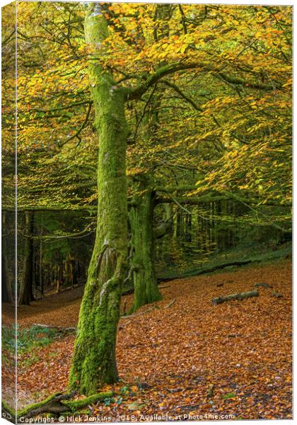 Beech Trees in Woodland in Autumn Canvas Print by Nick Jenkins