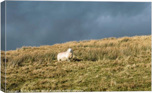Solitary Sheep on Black Mountain hillside Canvas Print by Nick Jenkins