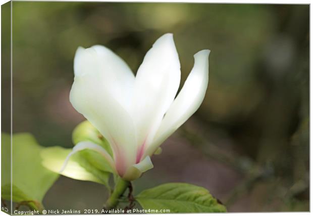 The Single White Magnolia Flower in Spring Canvas Print by Nick Jenkins