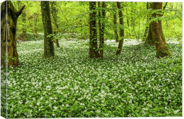 Ramsons in Fforest Ganol Woods Cardiff in Spring Canvas Print by Nick Jenkins
